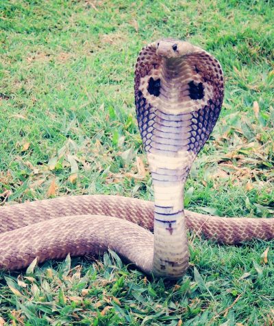 king cobra, cobra, snake-405623.jpg