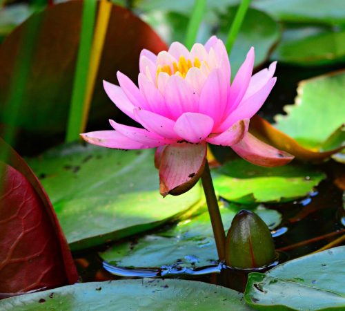 water lily, flower, aquatic plant-4294794.jpg