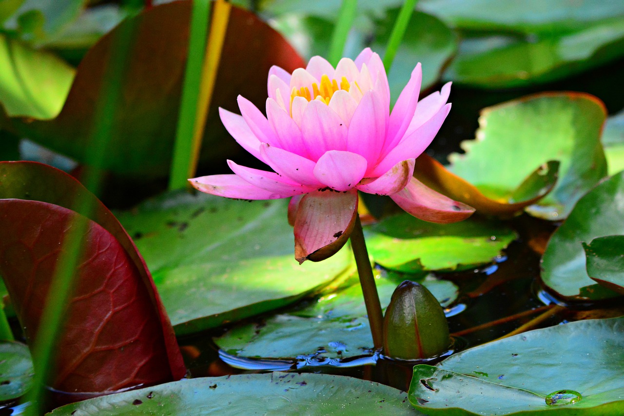 water lily, flower, aquatic plant-4294794.jpg